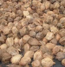 Fresh Coconut - 450g To 700g, 13 Inches And Above, Golden Brown Color, 60-63% Oil Content, Semi-husked, 100% Matured, Organic Cultivation Quality