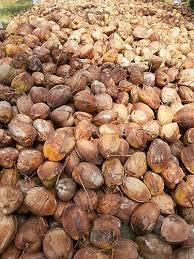 Fresh Coconut - 450g To 700g, 13 Inches And Above, Golden Brown Color, 60-63% Oil Content, Semi-husked, 100% Matured, Organic Cultivation Quality