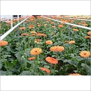 FLOURICULTURE