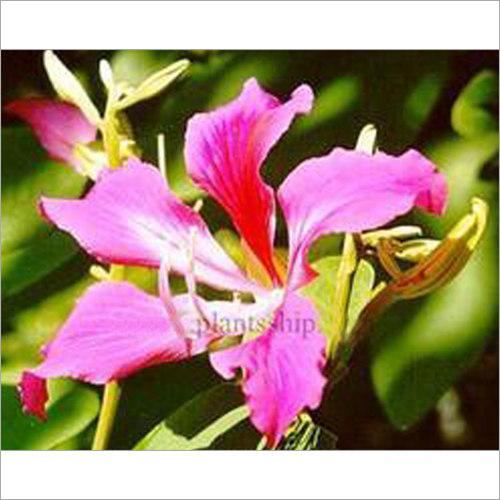 Bauhinia Blakeana Plant