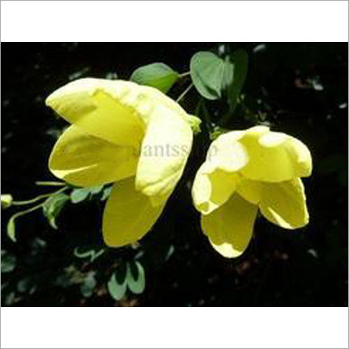 Bauhinia Tomentosa Plant