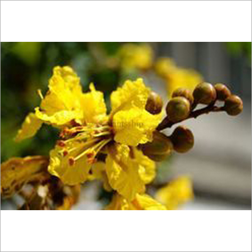 Peltophorum Plant