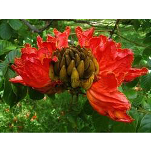 Spathodea Campanulata Plant