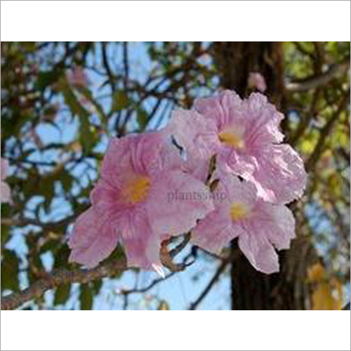 Tabebuia Rosea Plant