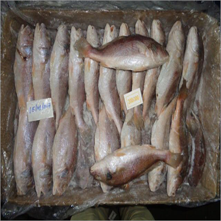 Croakers Fish
