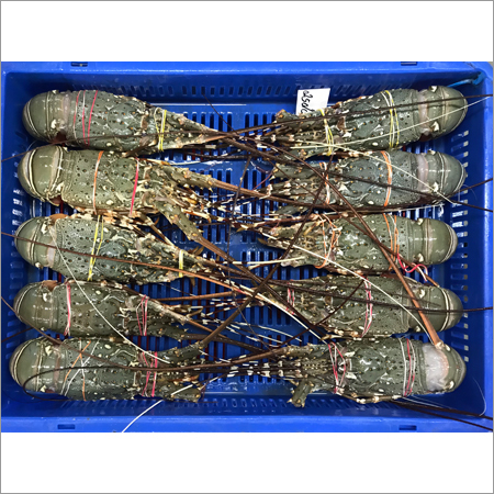 Fresh Fish