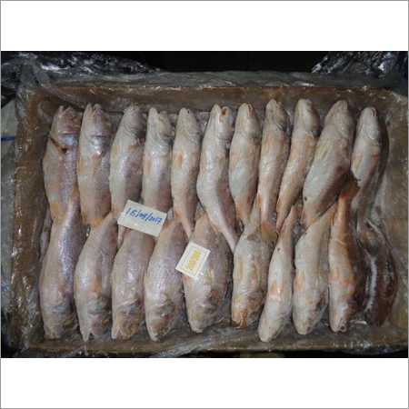 Fresh Croakers