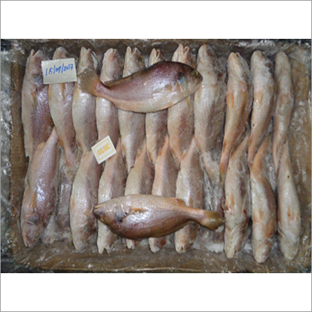 Frozen Croakers Fish