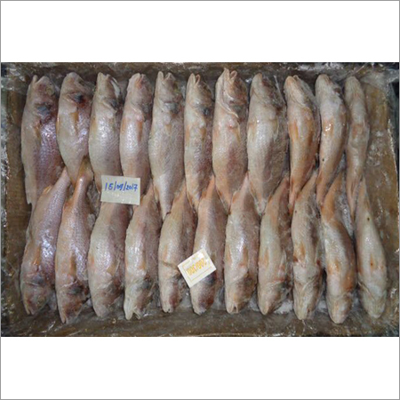 Yellow Croaker Fish