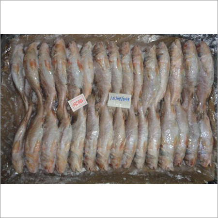 White Croaker Fish