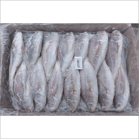 Silver Croaker