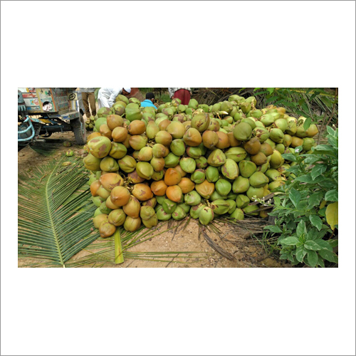 ताज़ा हरा नारियल