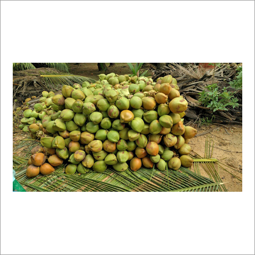 ताजा हरा नर्म नारियल