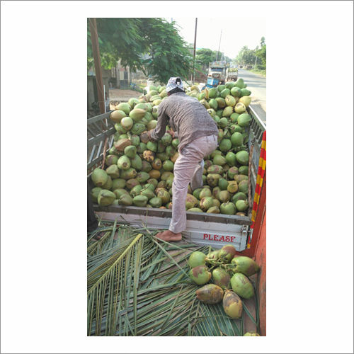 Organic Tender Coconut