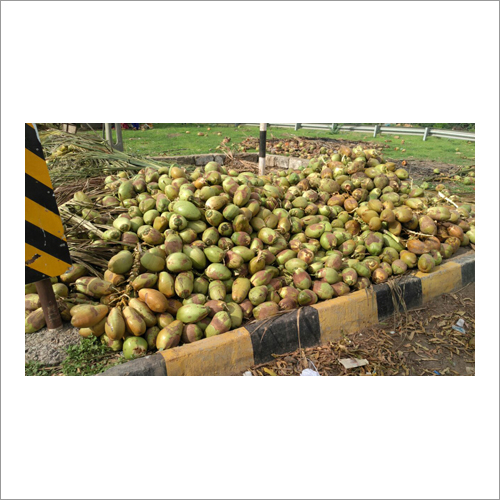 ताजा नरम नारियल