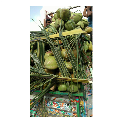 ताजा हरा नारियल