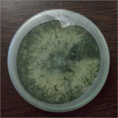 Trichoderma - Solid State | Tricho, Nature-Based Microbial Solution for Enhanced Soil Health