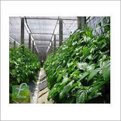 Green House Shed Net - HDPE, Customizable, 50% Shade Factor | UV Protection, Weatherproof, Pest Control, Durable