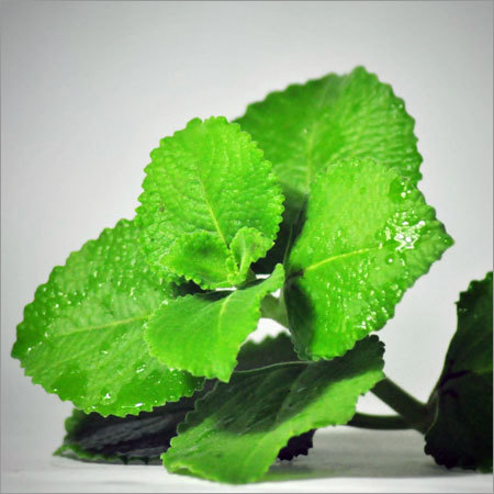 पुदीने की पत्तियाँ