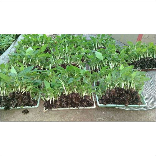 टिश्यू कल्चर केला