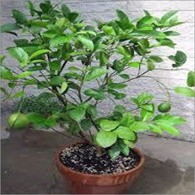 नींबू का पौधा