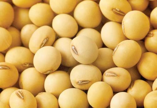 Soybean Seeds - 5-7 mm Size, Yellow Color | 85-90% Germination Rate, 99% Purity, 10-12% Moisture Content