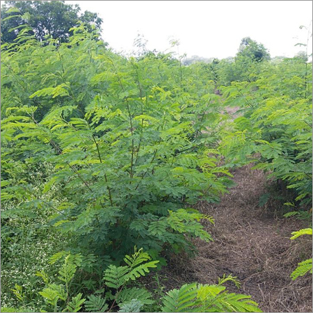 Subabul Seeds