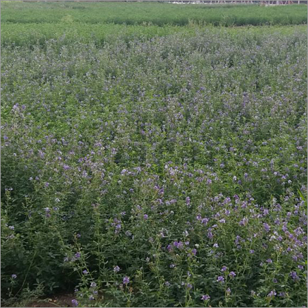 Lucerne Seeds