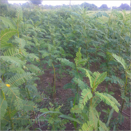 Agathi Seeds