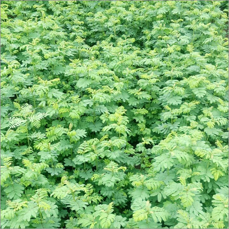Dashrath Ghas Seeds