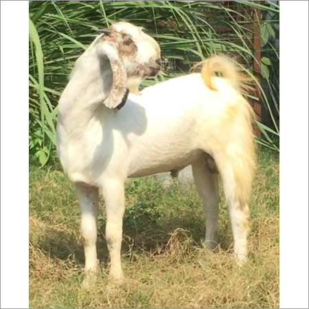 Malwa Goat