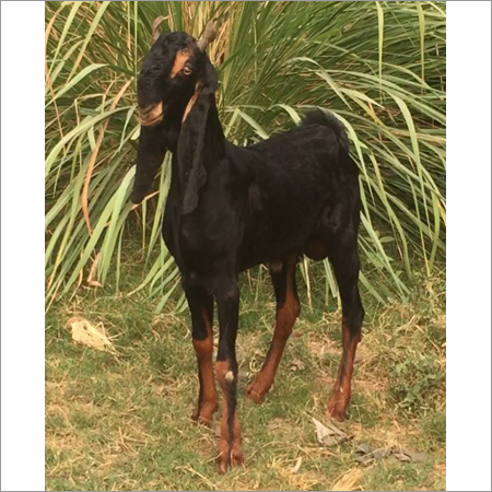 Kota Goat
