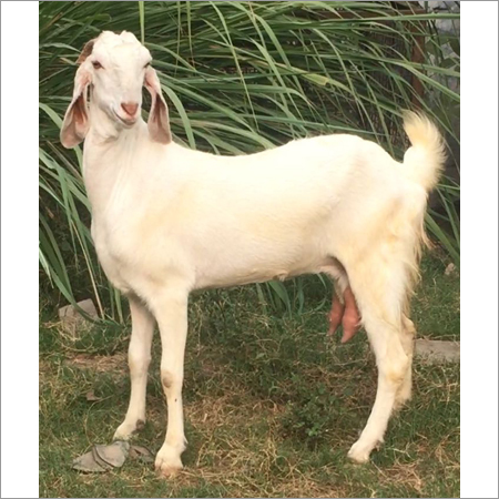 Jamunapari Goat