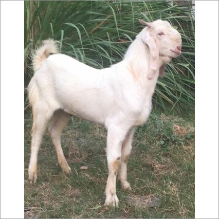 Hansa Goat