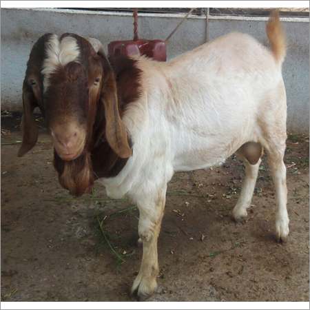 Boer Goat