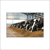Granule Dairy Cattle Feed