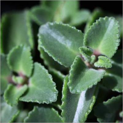 पाथेरचूर