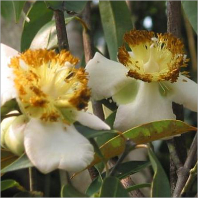 क्रोकस सैटिवस (केसर)