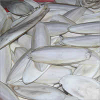 साफ सफेद कटलफिश हड्डी