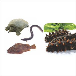 जलीय पशुओं के लिए विटामिन प्रीमिक्स