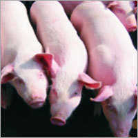 पशुओं के लिए प्राकृतिक आहार फाइबर