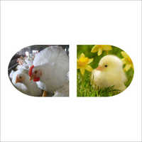 चीनी हर्बल प्रोबायोटिक्स एडिटिव