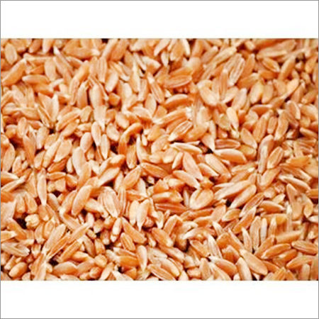 Samba Wheat