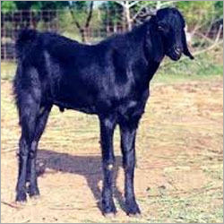 उस्मानाबादी बकरी