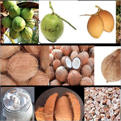 नारियल