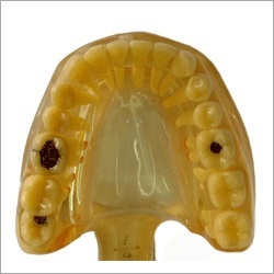 Hager Warken अध्ययन मॉडल दांत