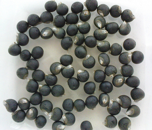 Hybrid Okra Seeds