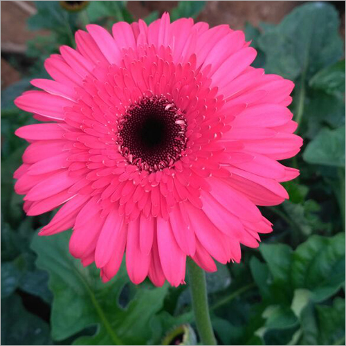 गेरबेरा फूल