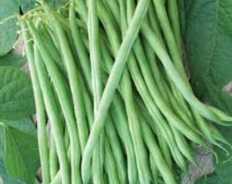 Bush Beans