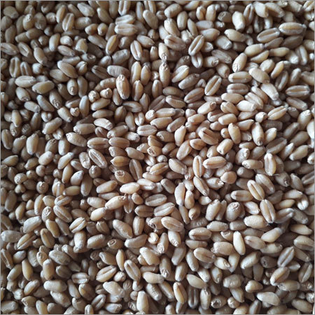 गेहूं के बीज